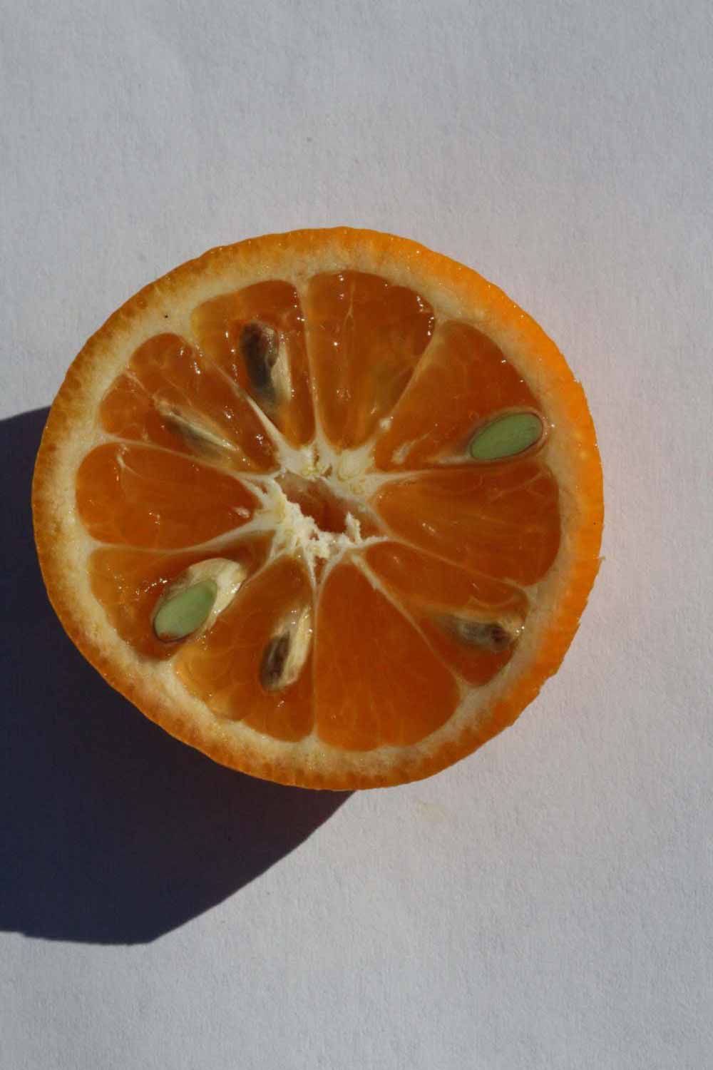             Fruit cross-section (Riverside, CA)       